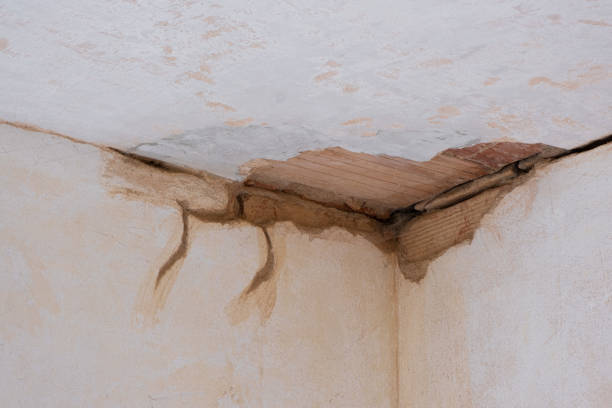 Best Mold removal after water damage  in , DC